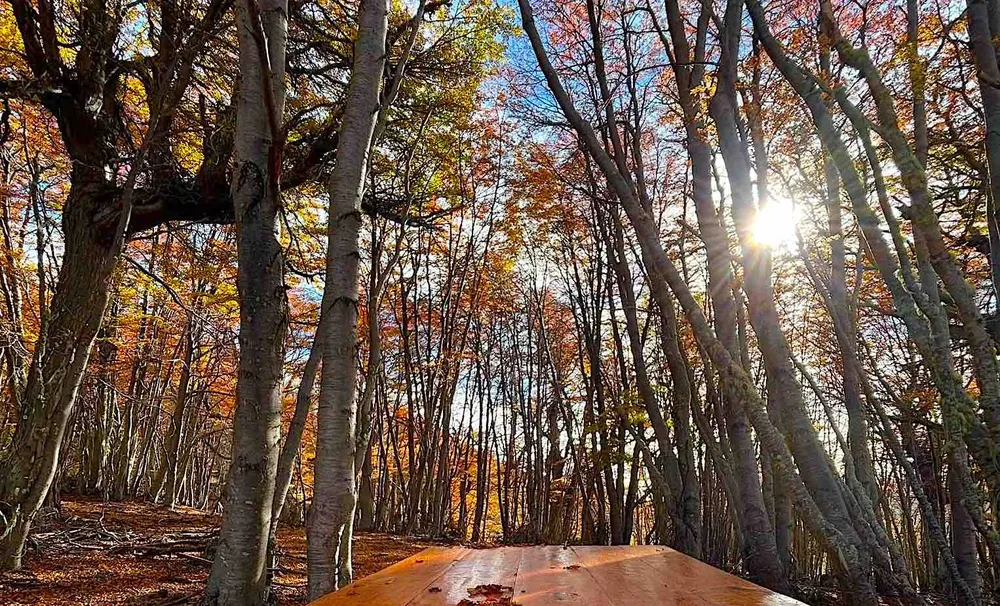 Bosque parcial- Virginia Errendasoro